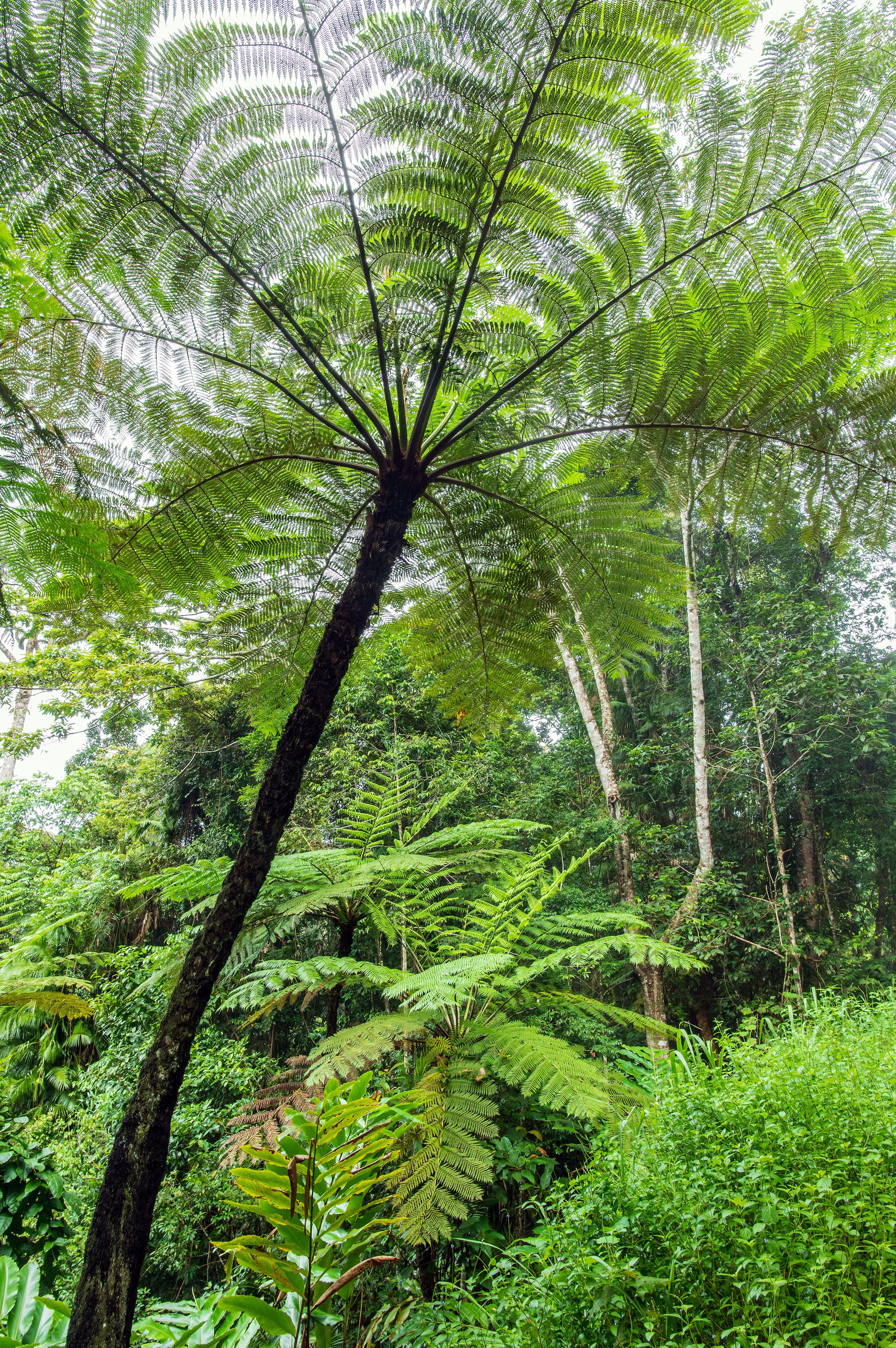 Tree ferns in the rain forest on the Kuranda Range near Cairns in Australia.